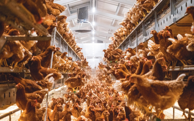 Tojásfarm és sertésüzem Faddon