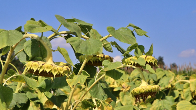 Az utcára vonultak a bolgár gazdák