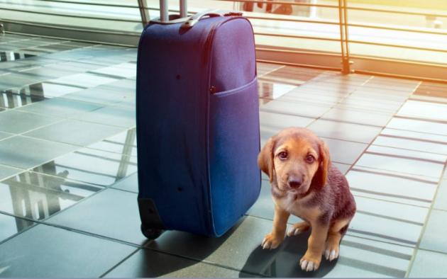 Nébih: Izraelből menekülők magukkal hozhatják a társállataikat