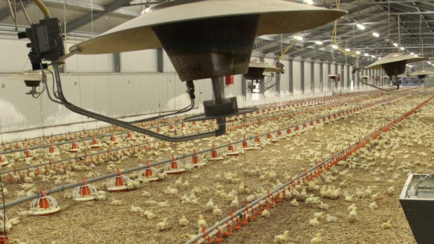 Fontos módosítás az állatjóléti támogatási felhívásban