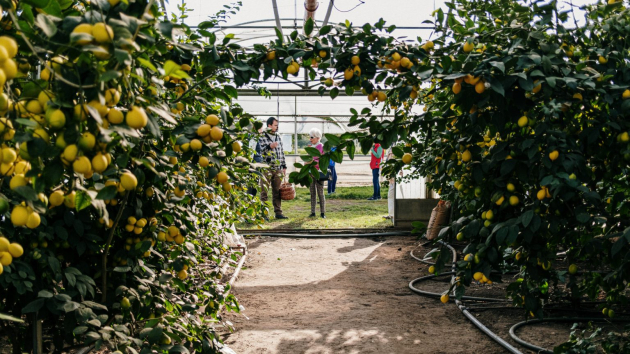 Dübörög a szedd magad citromszüret Lajosmizsén