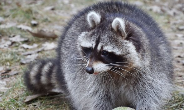 Mentett mosómedvével gazdagodott a Budakeszi Vadaspark