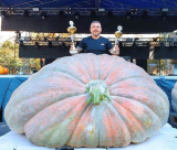 865 kilós tököt nevelt egy magyar gazda!